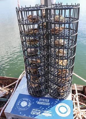 An oyster nursery at Largs Yacht Haven (photo: Zoological Society London).